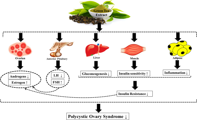 A comprehensive insight into effects of green tea extract in 