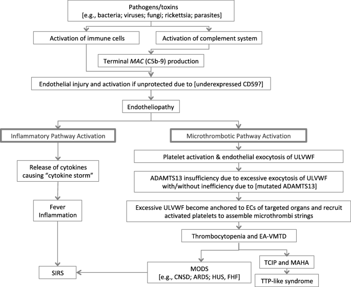 Sepsis and septic shock: endothelial molecular pathogenesis associated with vascular microthrombotic disease | Thrombosis Journal | Full Text Sepsis and septic shock: endothelial molecular pathogenesis associated with vascular microthrombotic disease | Thrombosis Journal | Full Text