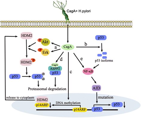 Helicobacter pylori virulence factor CagA promotes tumorigenesis of gastric  cancer via multiple signaling pathways | Cell Communication and Signaling |  Full Text