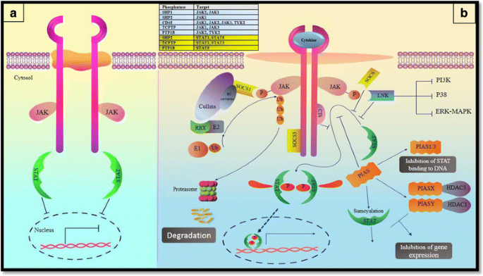 The Role Of Jak Stat Signaling Pathway And Its Regulators In The Fate Of T Helper Cells Cell Communication And Signaling Full Text