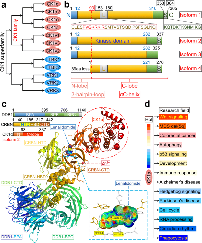 Casein kinase 1α: biological mechanisms and theranostic potential | Cell  Communication and Signaling | Full Text