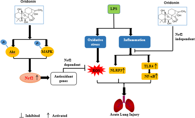 Oridonin protects LPS-induced acute lung injury by modulating Nrf2-mediated  oxidative stress and Nrf2-independent NLRP3 and NF-κB pathways | Cell  Communication and Signaling | Full Text