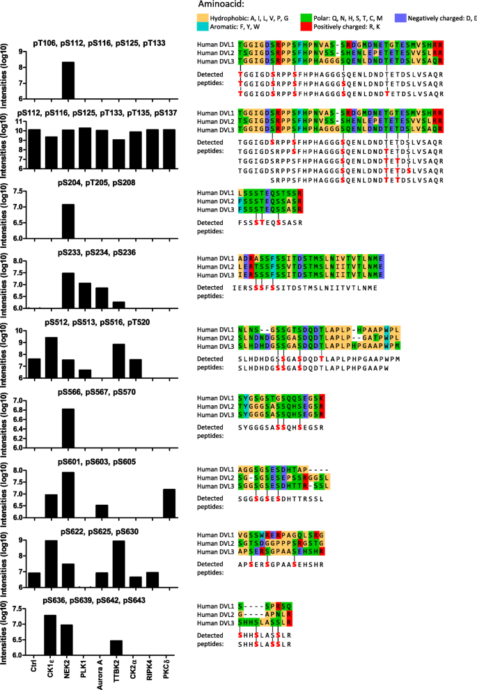 Comparative Phosphorylation Map Of Dishevelled 3 Links Phospho Signatures To Biological Outputs Cell Communication And Signaling Full Text