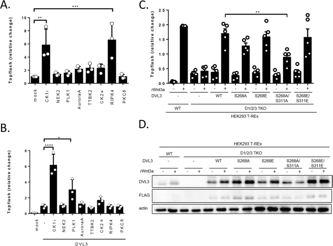 Comparative Phosphorylation Map Of Dishevelled 3 Links Phospho Signatures To Biological Outputs Cell Communication And Signaling Full Text