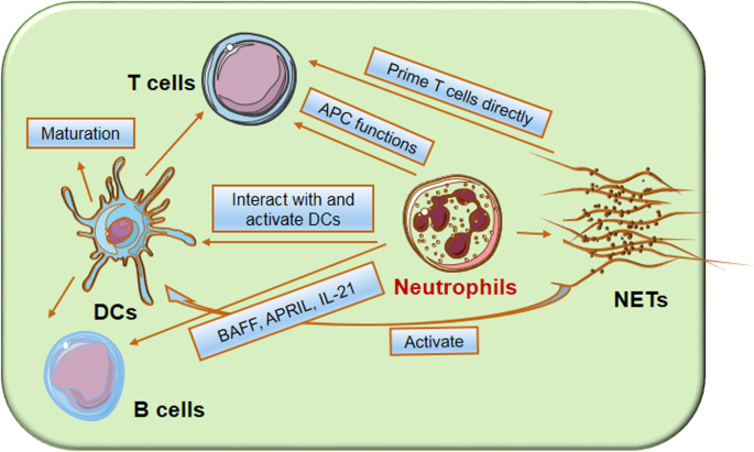 The regulatory roles of neutrophils in adaptive immunity | Cell  Communication and Signaling | Full Text