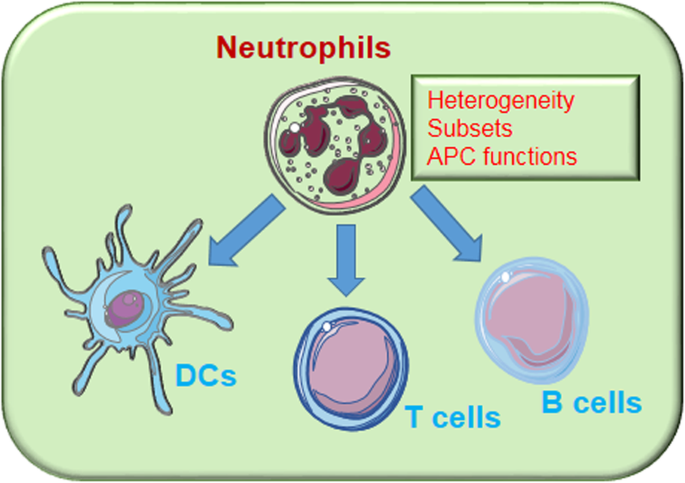 The regulatory roles of neutrophils in adaptive immunity | Cell Communication and Signaling | Full Text