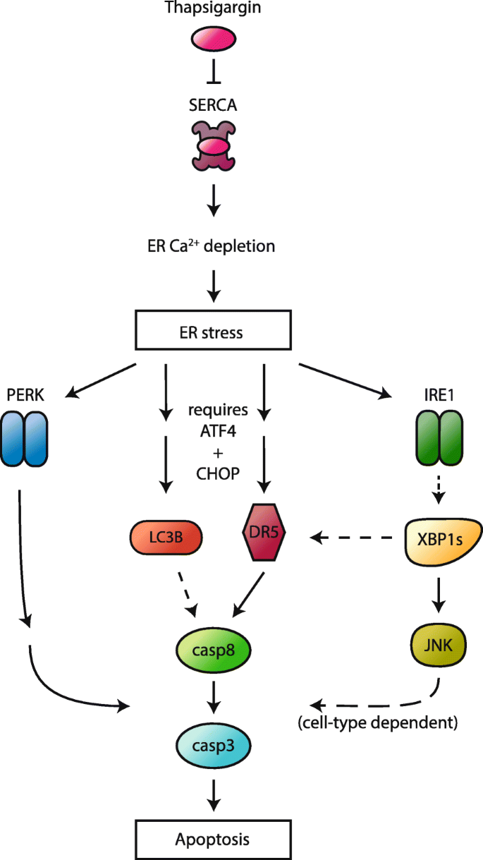Cell death induced by the ER stressor thapsigargin involves death receptor  5, a non-autophagic function of MAP1LC3B, and distinct contributions from  unfolded protein response components | Cell Communication and Signaling |  Full Text