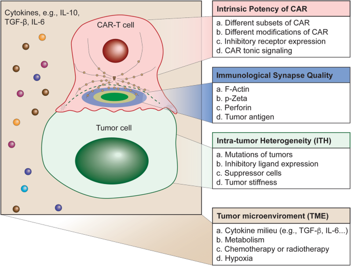 The Role Of Immunological Synapse In Predicting The Efficacy Of Chimeric Antigen Receptor Car Immunotherapy Cell Communication And Signaling Full Text