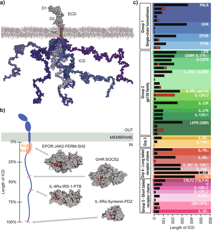 Orchestration Of Signaling By Structural Disorder In Class 1 Cytokine Receptors Cell Communication And Signaling Full Text