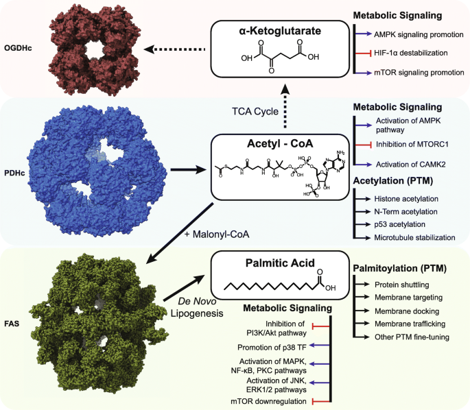 Unstructured regions of large enzymatic complexes control the availability  of metabolites with signaling functions | Cell Communication and Signaling  | Full Text