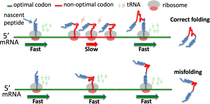 A code within the genetic code: codon usage regulates co-translational  protein folding | Cell Communication and Signaling | Full Text