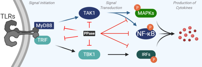 Phosphatases in toll-like receptors signaling: the unfairly-forgotten |  Cell Communication and Signaling | Full Text