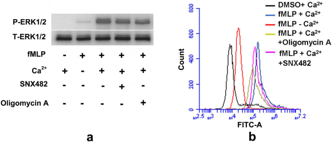 F0f1 Atp Synthase Regulates Extracellular Calcium Influx In Human Neutrophils By Interacting With Ca V 2 3 And Modulates Neutrophil Accumulation In The Lipopolysaccharide Challenged Lung Cell Communication And Signaling Full Text