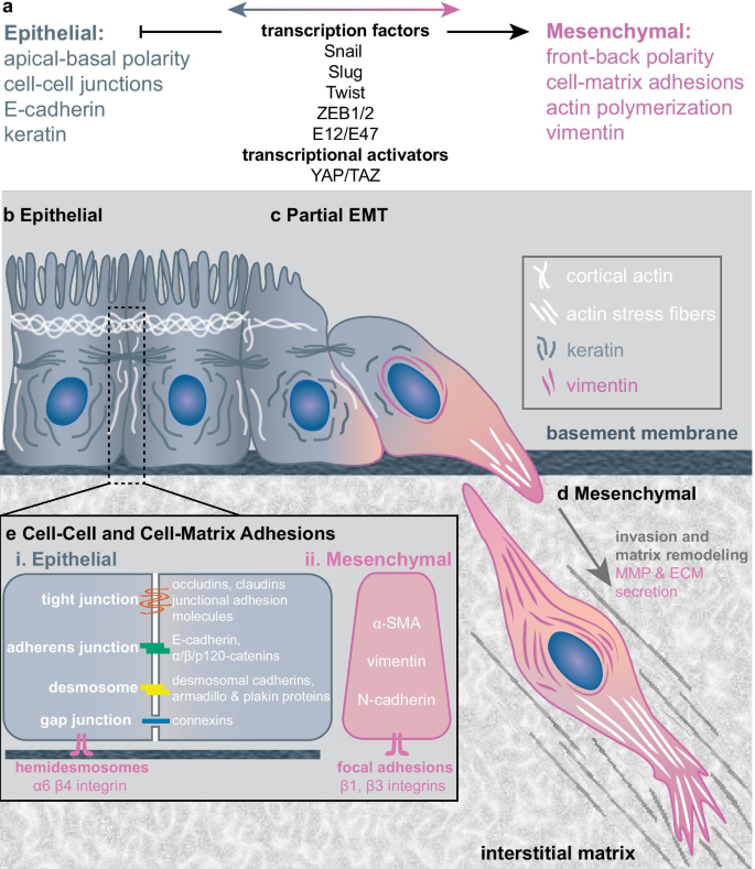 The Epithelial Mesenchymal Transition And The Cytoskeleton In Bioengineered Systems Cell Communication And Signaling Full Text