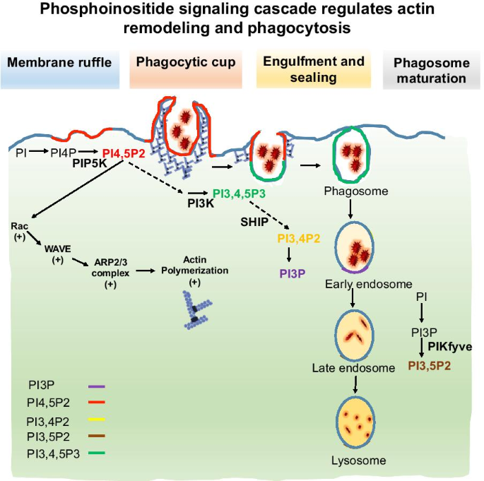 PI(4,5)P2 and Cholesterol: Synthesis, Regulation, and Functions