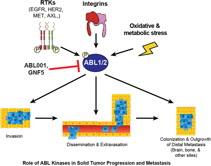 Role of the ABL tyrosine kinases in the epithelial–mesenchymal transition  and the metastatic cascade | Cell Communication and Signaling | Full Text