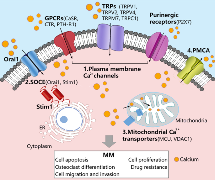 Pathophysiological role of channels and transporters in the multiple myeloma | Cell Communication Signaling | Full Text
