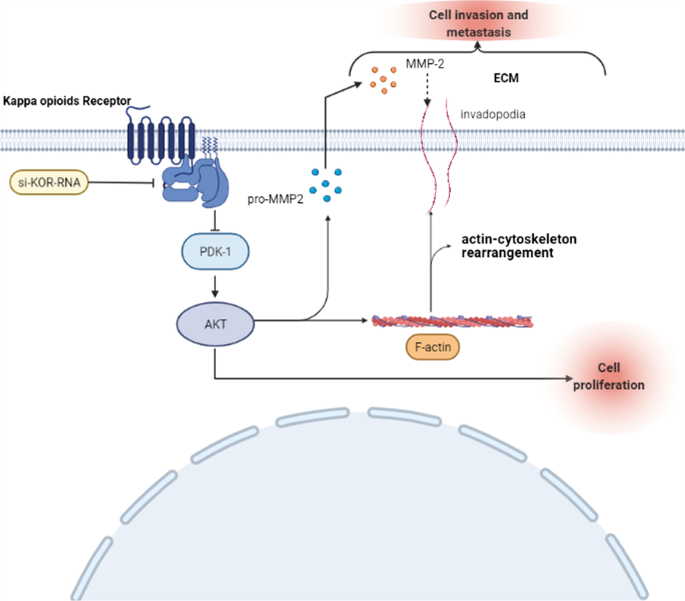 Down-regulation of kappa opioid receptor promotes ESCC proliferation,  invasion and metastasis via the PDK1-AKT signaling pathway | Cell  Communication and Signaling | Full Text