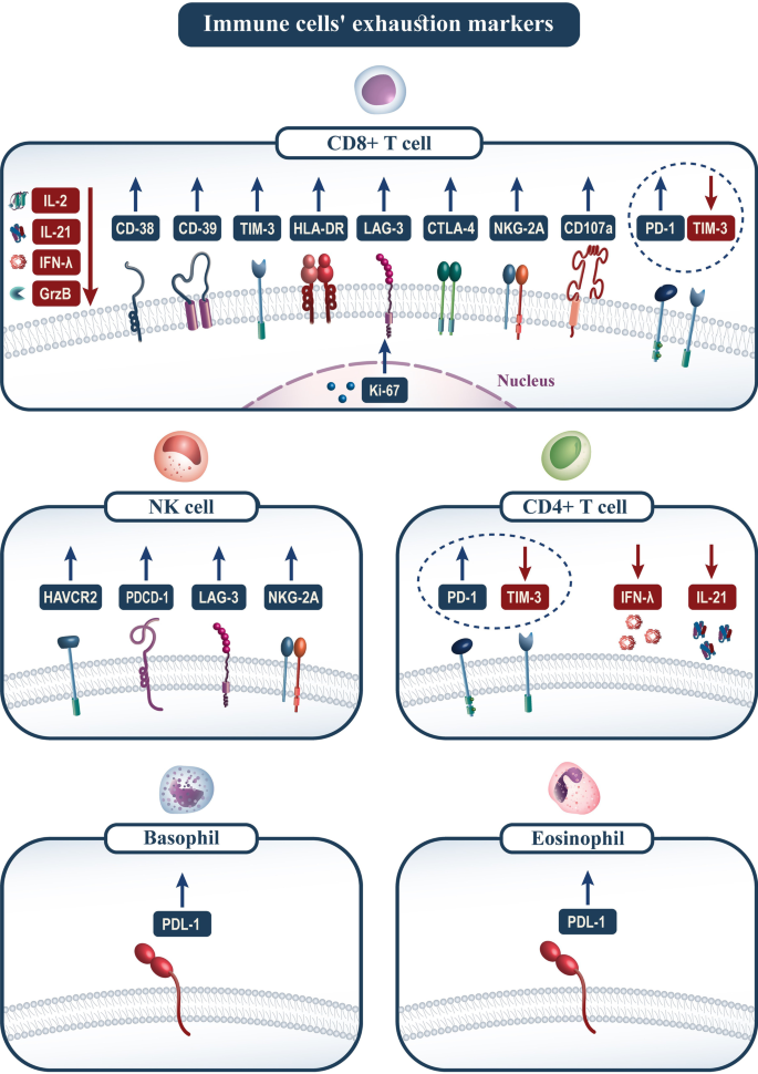 Cell-mediated immunity is essential to prevent reinfection by the