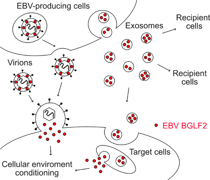 Epstein–Barr virus tegument protein BGLF2 in exosomes released from virus-producing  cells facilitates de novo infection | Cell Communication and Signaling |  Full Text