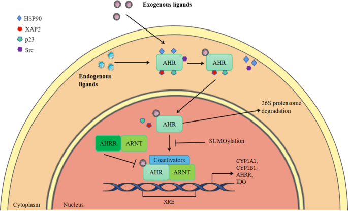 When AHR signaling pathways meet viral infections | Cell 