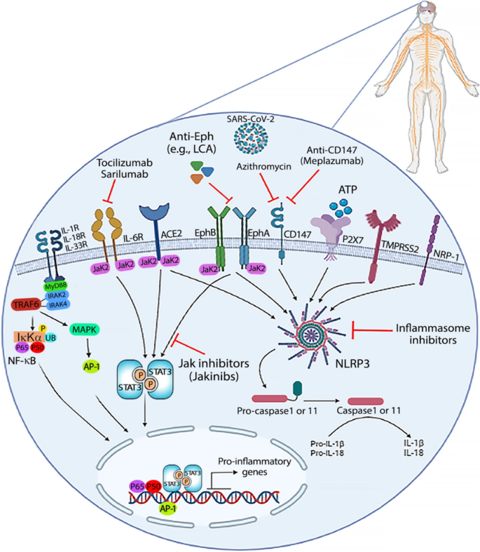 CD209L/L-SIGN and CD209/DC-SIGN Act as Receptors for SARS-CoV-2