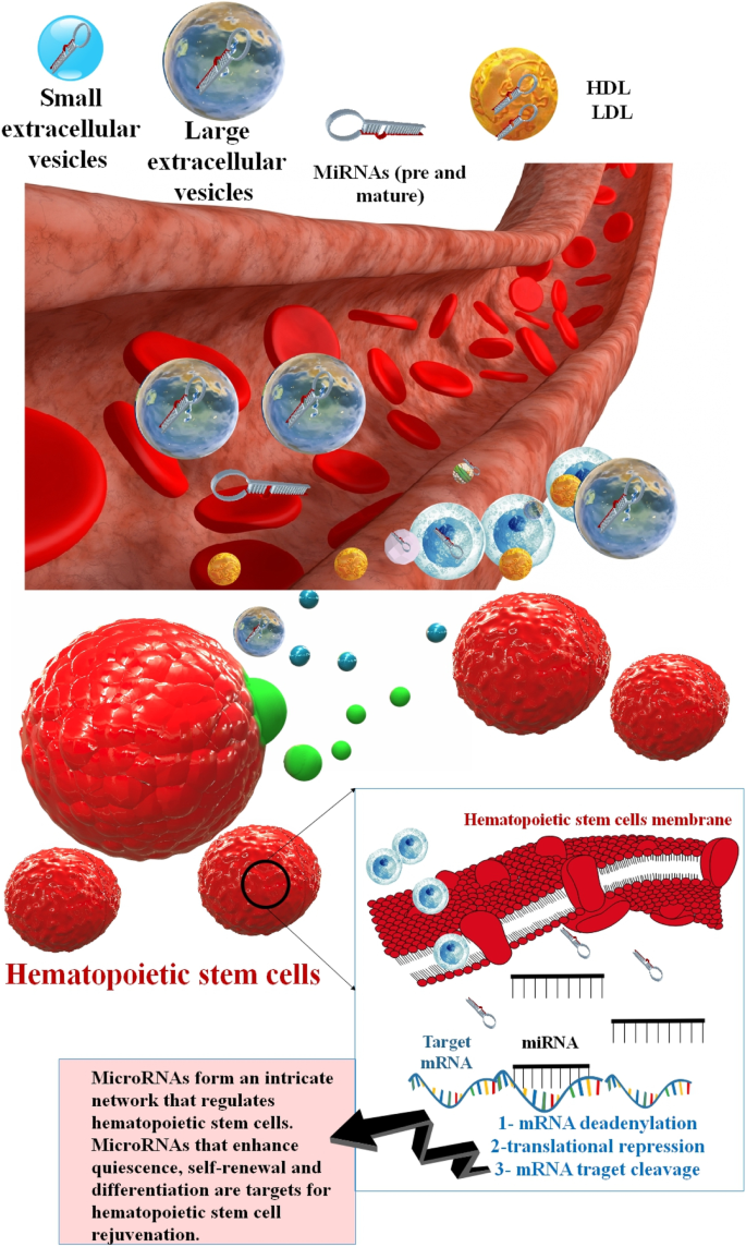 The Role of Stem Cells in Longevity