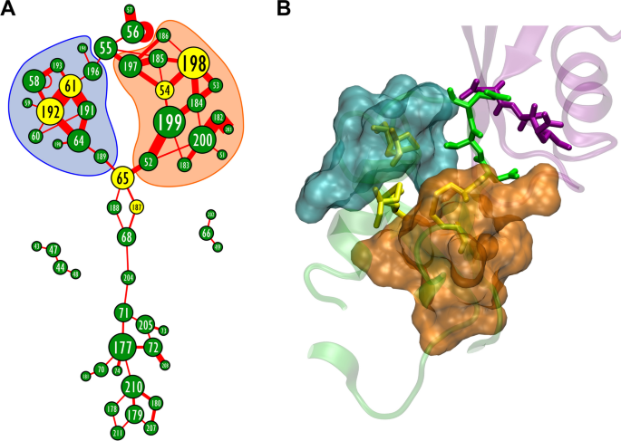 Simulation of gap junction formation reveals critical role of Cys 