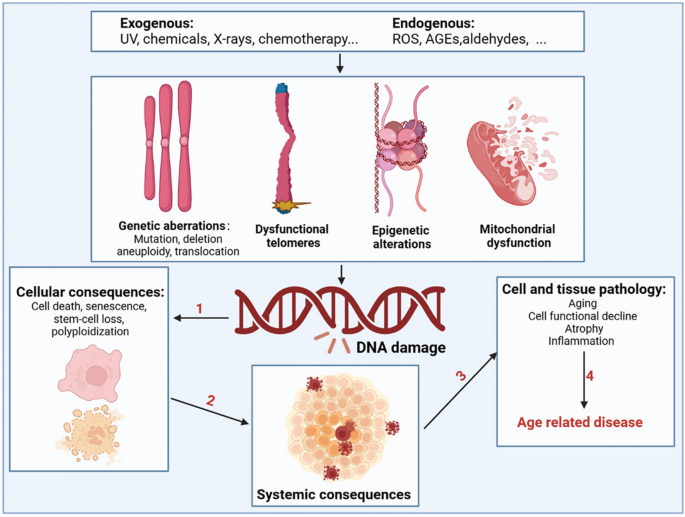 aging research reviews figure 2