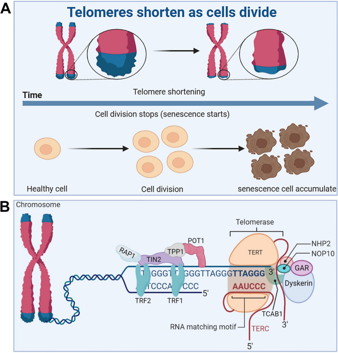 aging research reviews figure 3