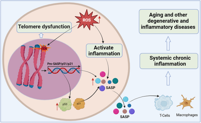 aging research reviews figure 4