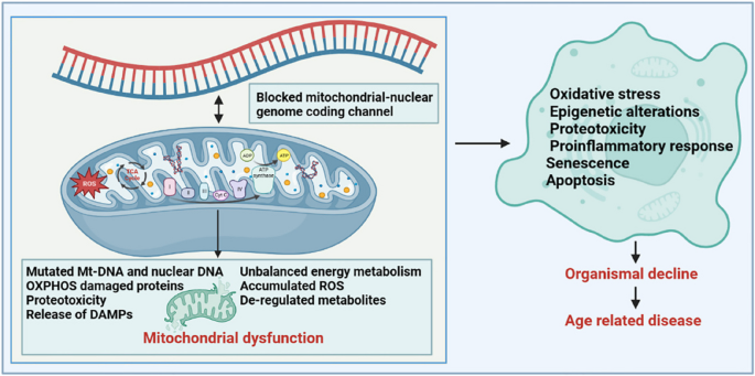 aging research reviews figure 5