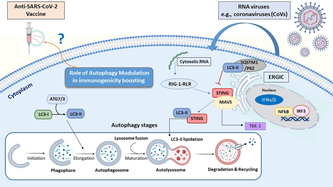 consulting case study vaccine figure 2