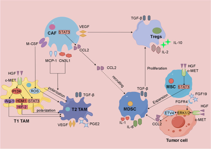 Targeting HGF/c-MET signaling to regulate the tumor microenvironment:  Implications for counteracting tumor immune evasion | Cell Communication  and Signaling | Springer Nature Link