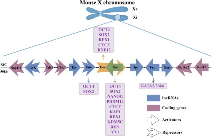 Xist in X chromosome inactivation: mechanisms and disease relevance ...
