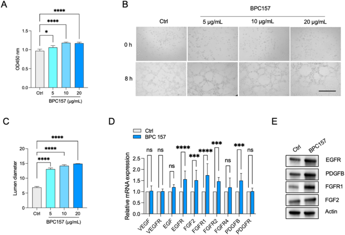 bpc-157 endothelial protection BPC157 drives angiogenesis through FBXO22-dependent stabilization of BACH1  | Cell Communication and Signaling