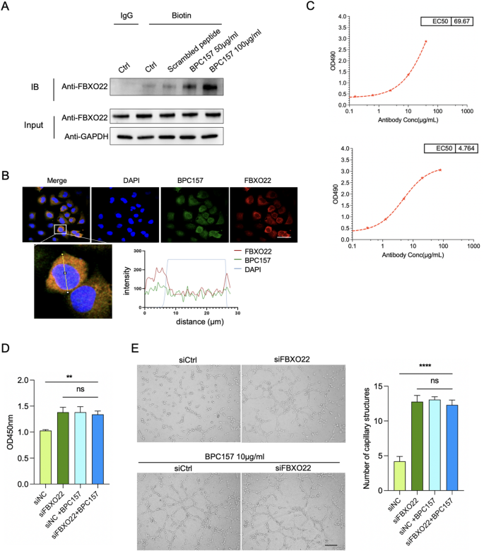 bpc-157 endothelial protection BPC157 drives angiogenesis through FBXO22-dependent stabilization of BACH1 | Cell Communication and Signaling