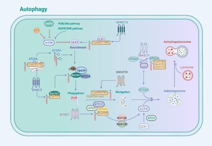 s palmitoyl glutathione DHHC9-mediated GLUT1 S-palmitoylation promotes glioblastoma glycolysis and tumorigenesis Cysteine posttranslational modifications regulate protein