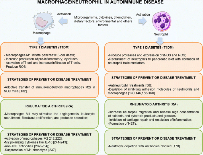 Immune Modulation Of Some Autoimmune Diseases The Critical Role Of Macrophages And Neutrophils In The Innate And Adaptive Immunity Journal Of Translational Medicine Full Text