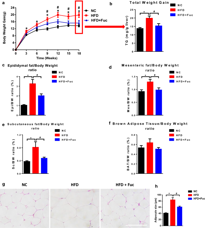 L Fucose Ameliorates High Fat Diet Induced Obesity And Hepatic Steatosis In Mice Springerlink