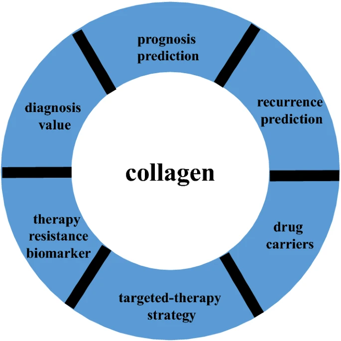 The value of collagen in clinical applications | Correxiko - The Collagen Experts