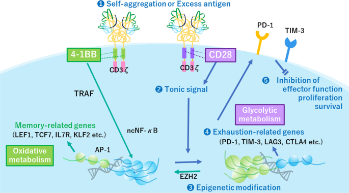 Transient rest restores functionality in exhausted CAR-T cells through  epigenetic remodeling