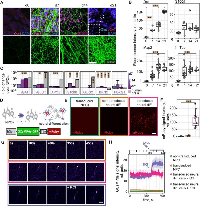 Xeno-free induced pluripotent stem cell-derived neural progenitor cells for in vivo applications | Journal of Translational Medicine Xeno-free induced pluripotent stem cell-derived neural progenitor cells for in vivo applications | Journal of Translational Medicine