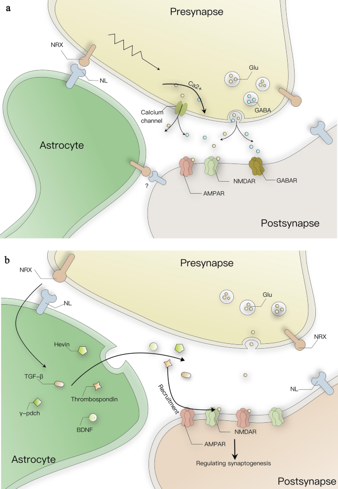 Personalized genetics of the cholinergic blockade of neuroinflammation -  Simchovitz - 2017 - Journal of Neurochemistry - Wiley Online Library