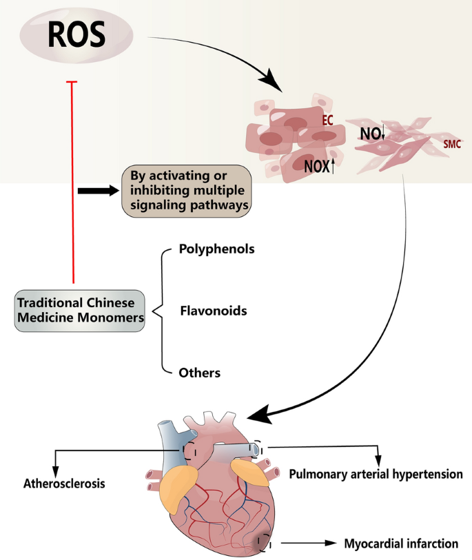 Assessment of endothelial damage and cardiac injury in a mouse