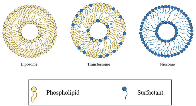 transfersomes research articles pdf figure 2