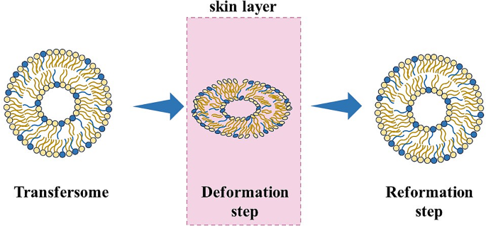 transfersomes research articles pdf figure 4