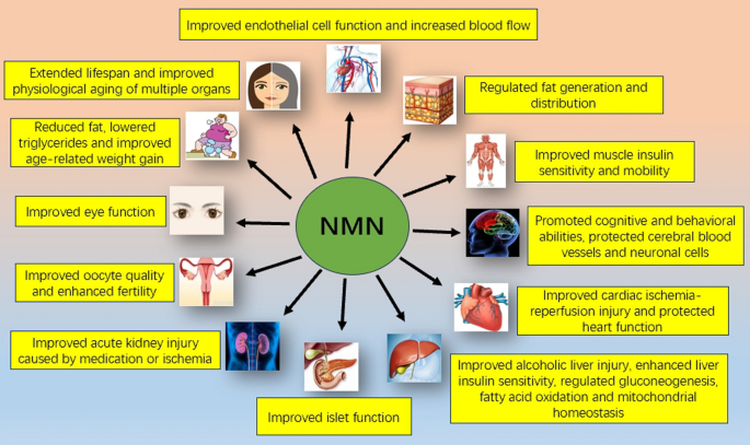 Buy NMN