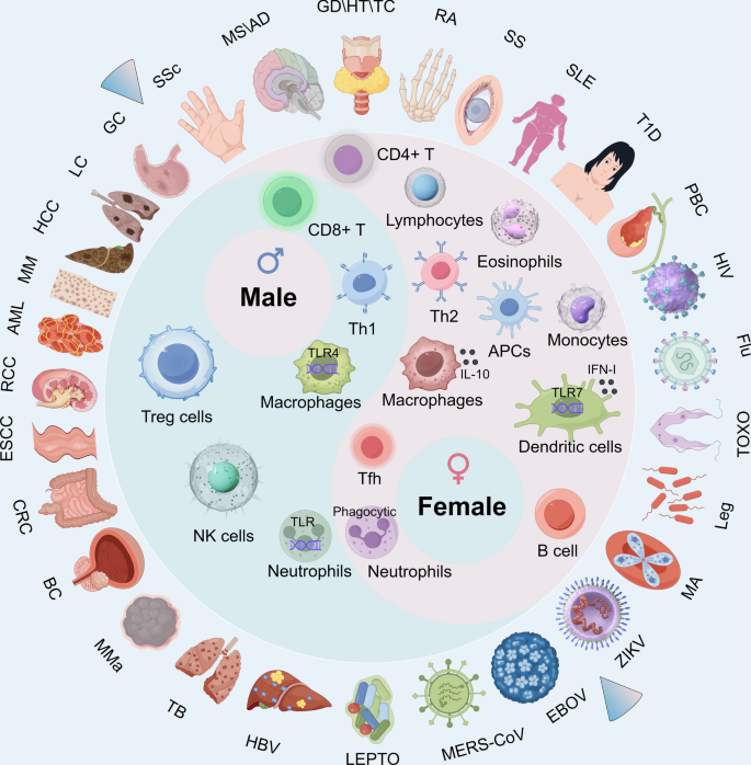 Sex differences in disease: sex chromosome and immunity | Journal of Translational Medicine | Springer Nature Link Sex differences in disease: sex chromosome and immunity | Journal of Translational Medicine | Springer Nature Link