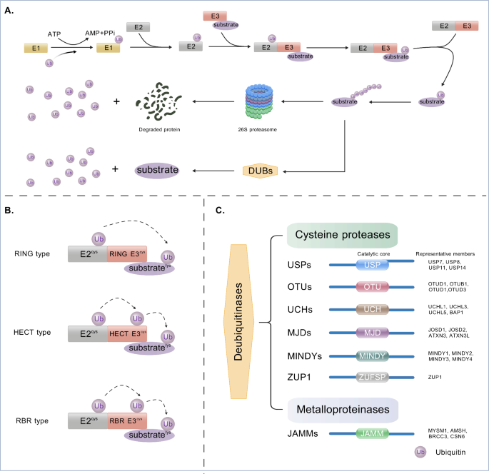 The emerging role of E3 ubiquitin ligases and deubiquitinases in ...